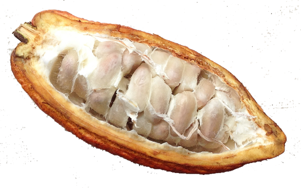 cacao seeds